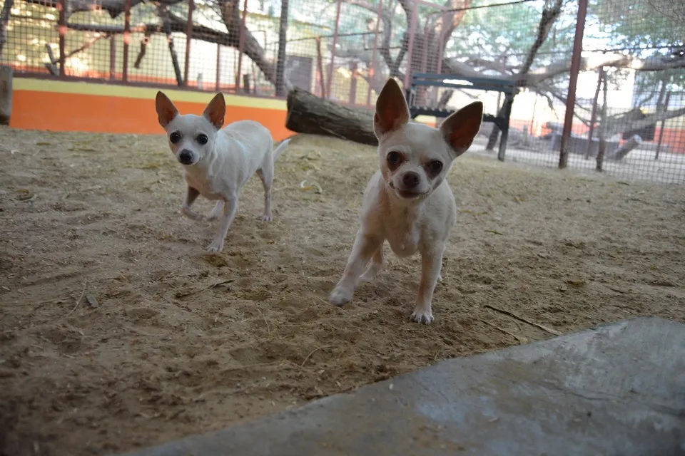 Dubai Kennels And Cattery