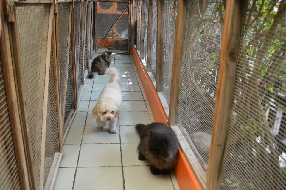 Dubai Kennels And Cattery