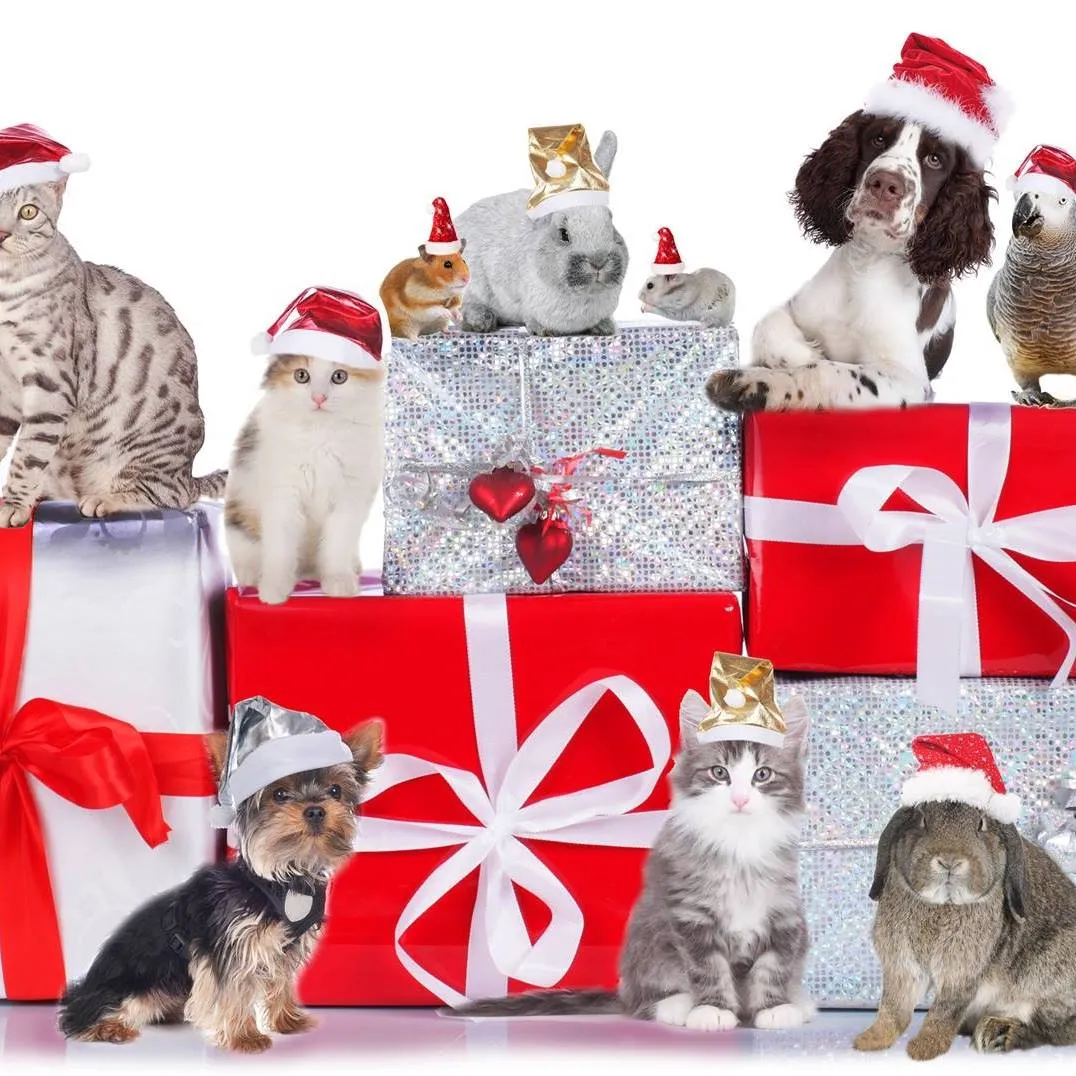 My Pets