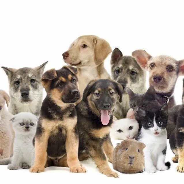 My Pets