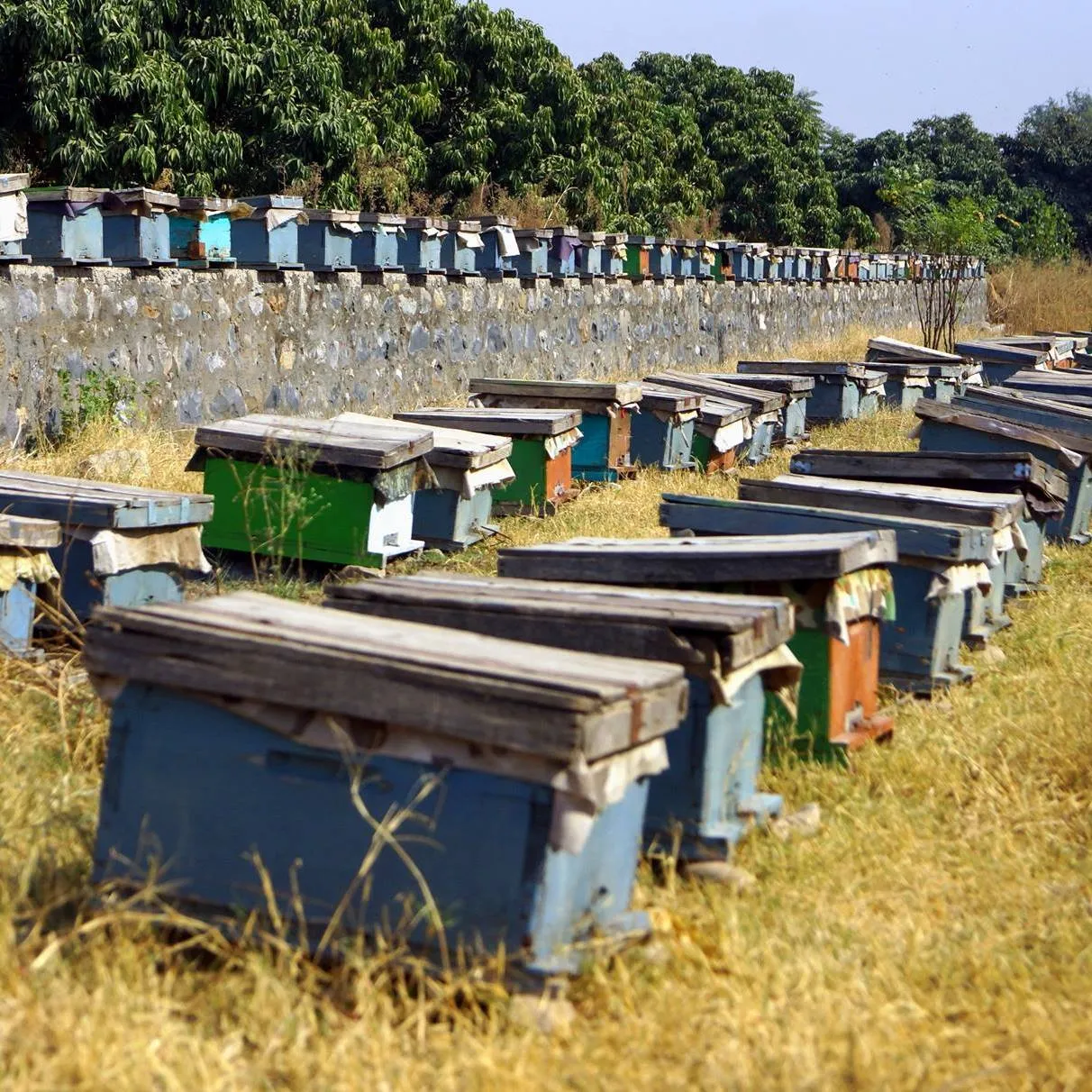 Kashmiri Honey