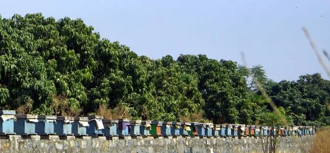 Kashmiri Honey
