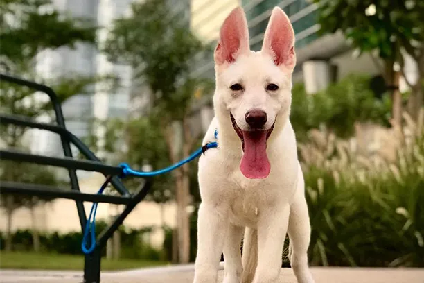 Pets Plus, LLC