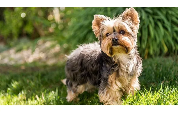 Pets Plus, LLC