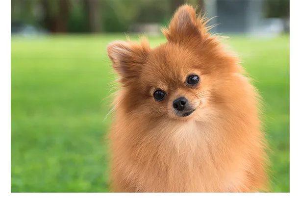 Pets Plus, LLC