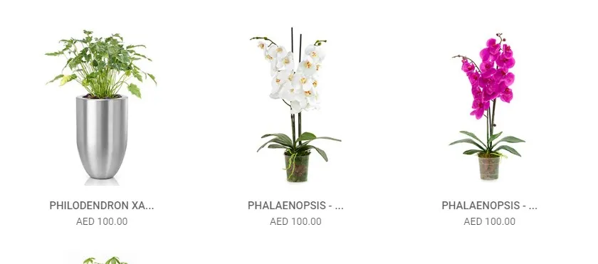Plants N Pots