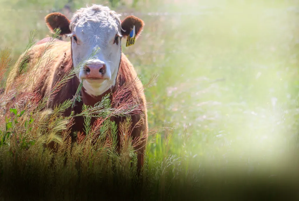 Karaman Veterinary Medicine Company