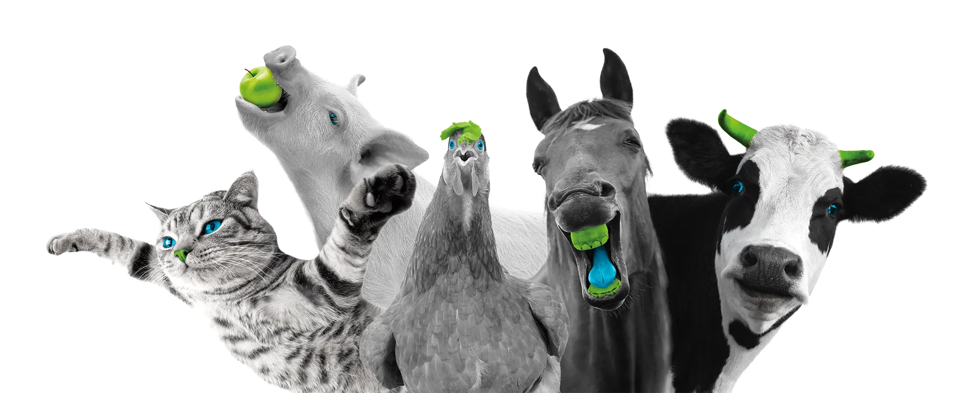 Karaman Veterinary Medicine Company