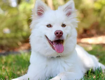 Happy Puppy Grooming Boutique