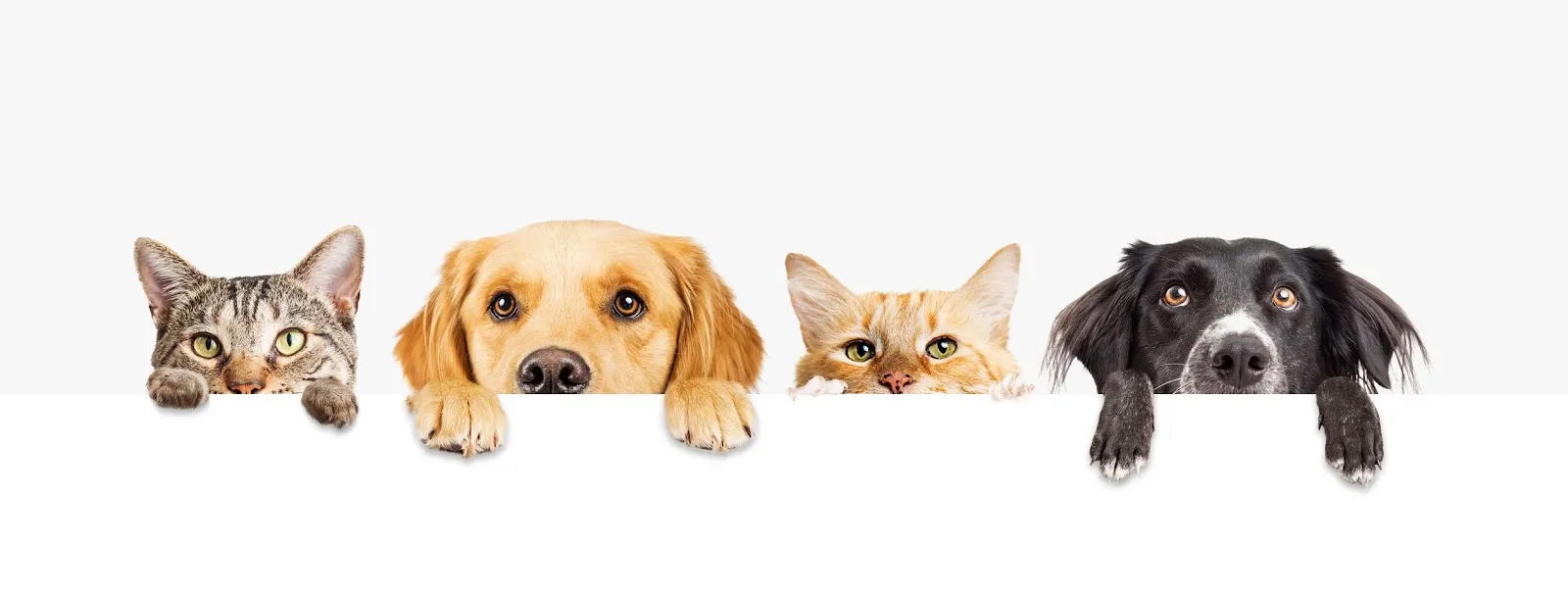 Happy Puppy Grooming Boutique