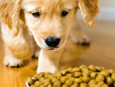Happy Puppy Grooming Boutique
