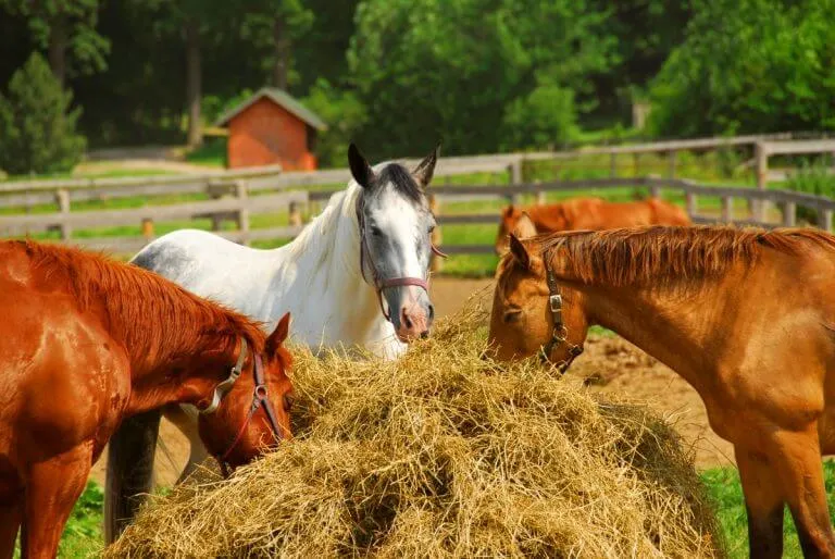 Al-Laseely Veterinary Medicine Trading