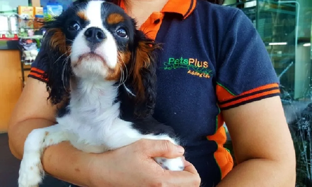 Pets Plus
