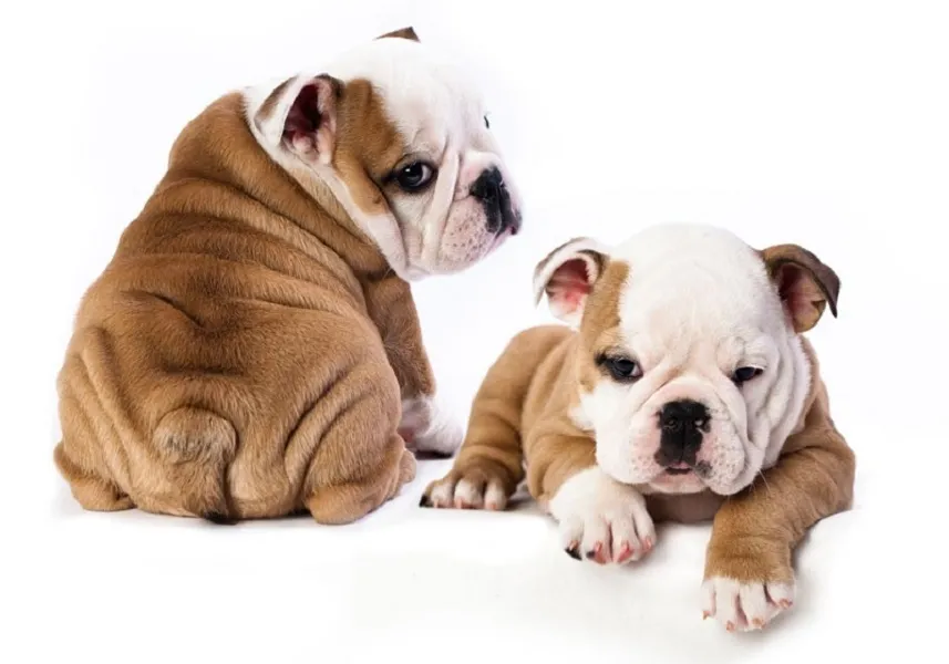 Pets Plus