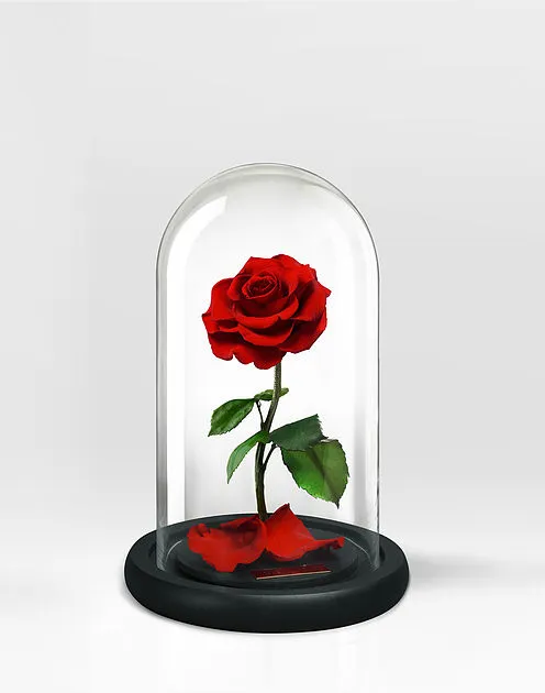 Forever Rose